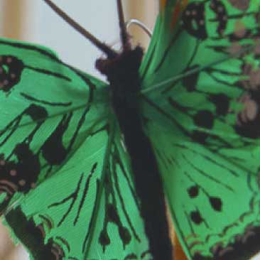 Green detail of a butterfly from a Harvard graduation celebration; Boston Event Planner, Boston Event Planning, Boston Event Stylist, Boston Event Styling
